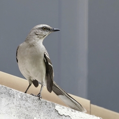 Mimus gilvus