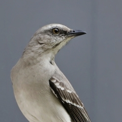 Mimus gilvus