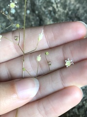 Heuchera missouriensis