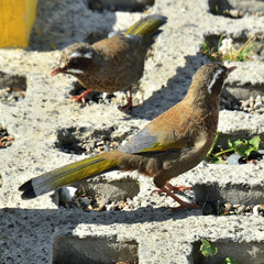 Trochalopteron morrisonianum