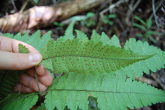 Triplophyllum dicksonioides