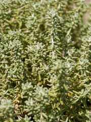 Teucrium dunense