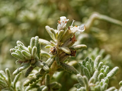 Teucrium dunense