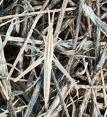 Acrida cinerea