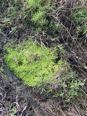 Micranthemum umbrosum