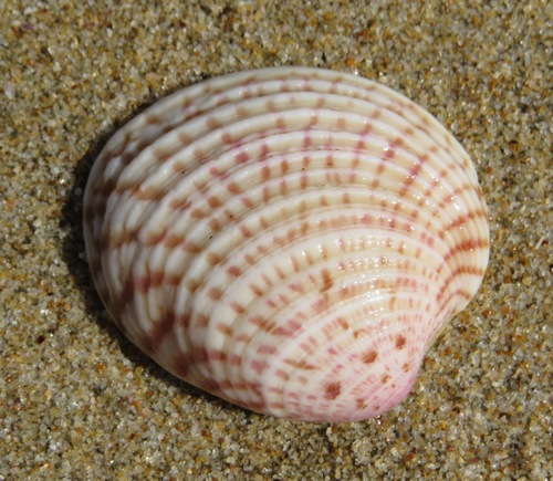Warty Venus Clam