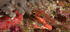 Apogon doryssa