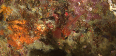 Apogon doryssa