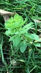 Euphorbia amygdaloides