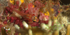 Apogon doryssa