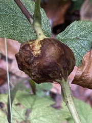 Lasioptera rubi