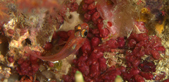 Apogon doryssa
