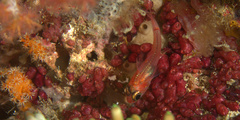Apogon doryssa