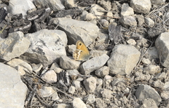 Coenonympha dorus