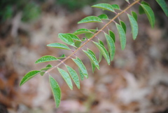 Murraya