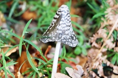 Coprinopsis picacea