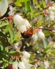 Cadeguala occidentalis