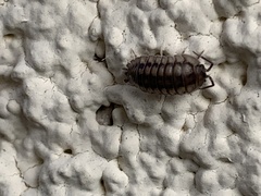 Armadillidium nasatum