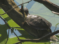 Phrynops geoffroanus