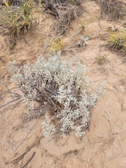 Artemisia tridentata