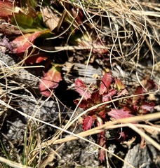 Micranthes petiolaris