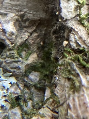 Frullania eboracensis