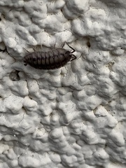 Armadillidium nasatum