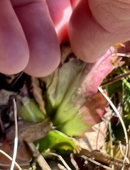 Micranthes petiolaris