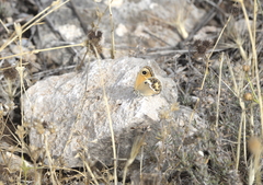 Coenonympha dorus