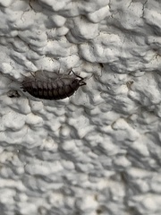 Armadillidium nasatum