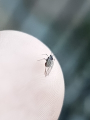 Aphidomorpha