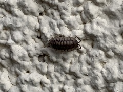 Armadillidium nasatum