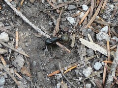 Camponotus