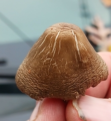 Entoloma holoconiotum