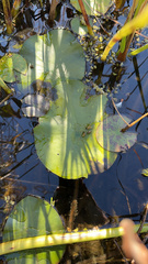 Nuphar variegata