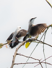 Fluvicola nengeta