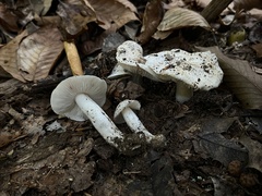 Tricholoma columbetta