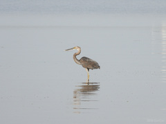 Ardea sumatrana