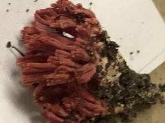Ramaria stuntzii