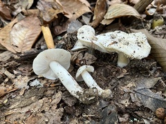 Tricholoma columbetta