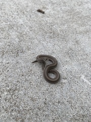 Tropidoclonion lineatum