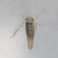 Macrosteles