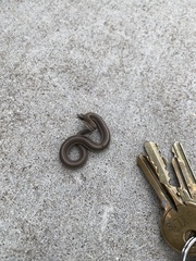 Tropidoclonion lineatum