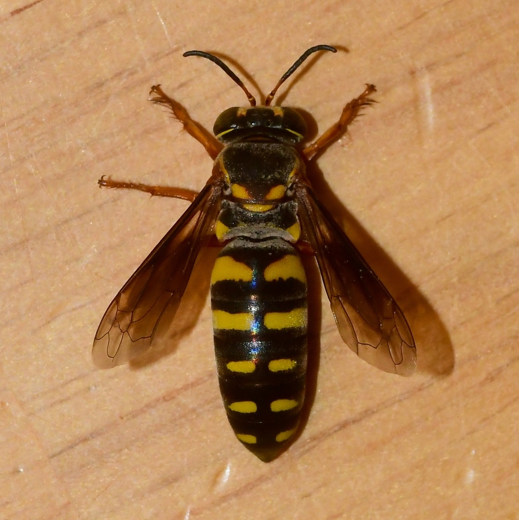 Bicyrtes insidiatrix