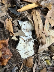 Tricholoma columbetta