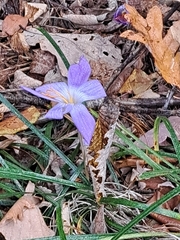 Crocus speciosus