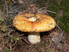 Lactarius scrobiculatus