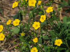 Potentilla chrysantha