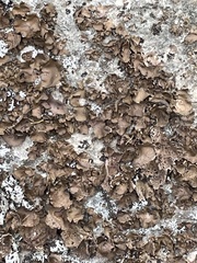 Umbilicaria muhlenbergii