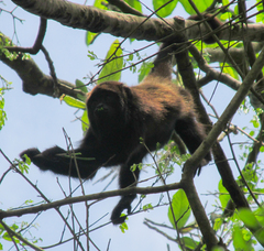 Alouatta guariba